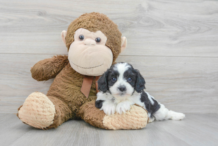 Cavapoo Puppy for Adoption