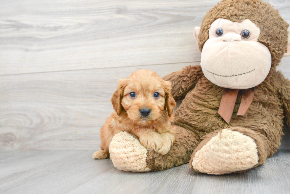 Cavapoo Pup Being Cute