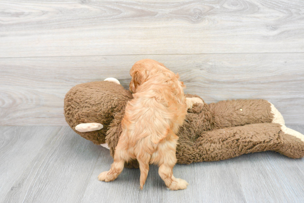 Cavapoo Puppy for Adoption