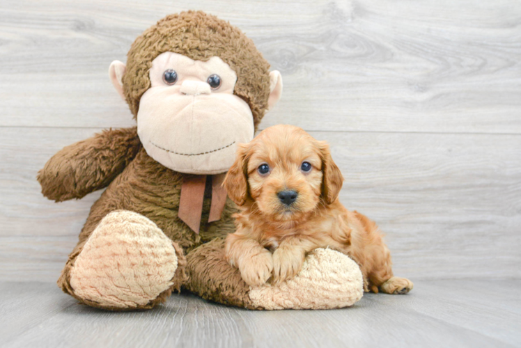 Smart Cavapoo Poodle Mix Pup