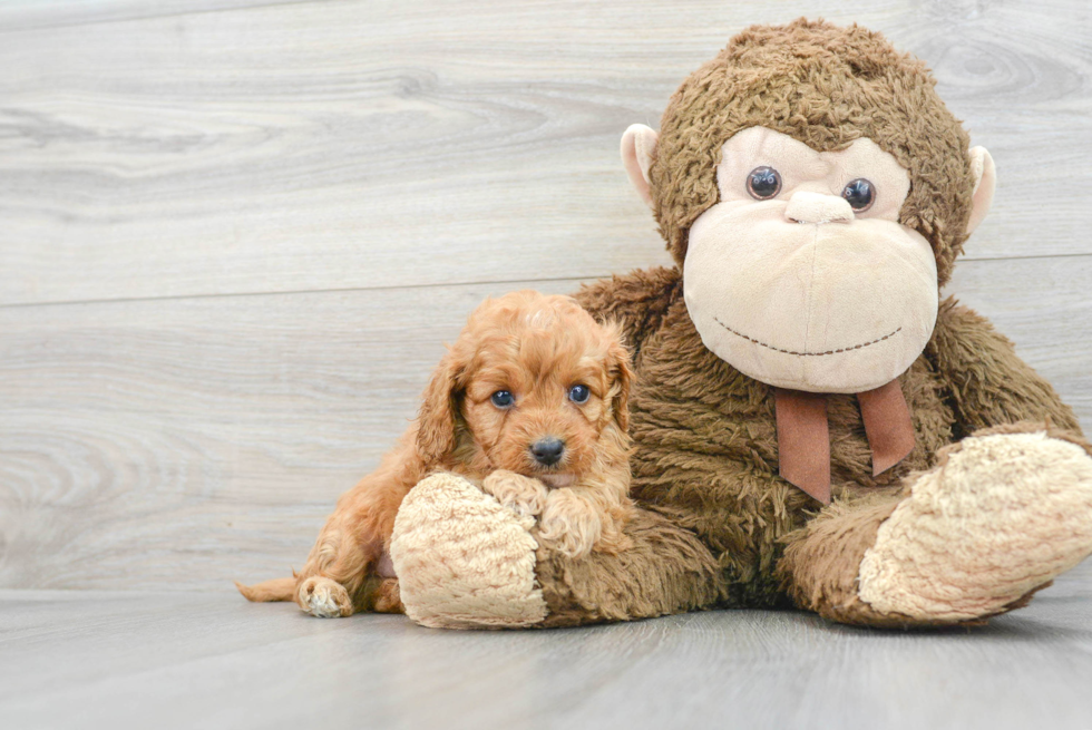 Friendly Cavapoo Baby