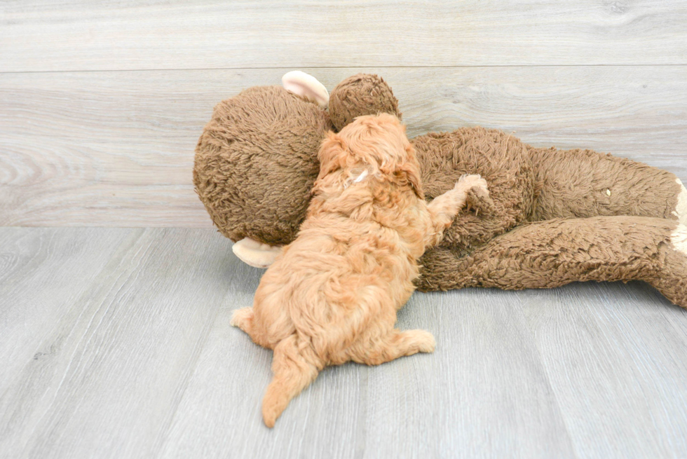 Cavapoo Pup Being Cute