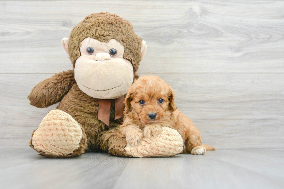 Petite Cavapoo Poodle Mix Pup