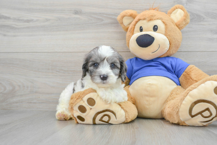 Cavapoo Pup Being Cute