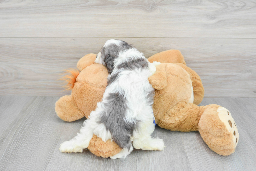 Happy Cavapoo Baby