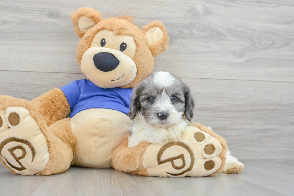 Popular Cavapoo Poodle Mix Pup