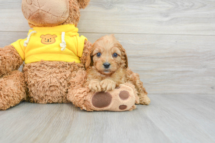 Happy Cavapoo Baby