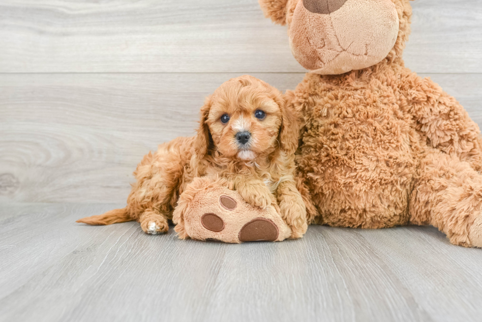 Happy Cavapoo Baby