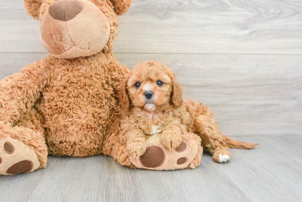 Best Cavapoo Baby