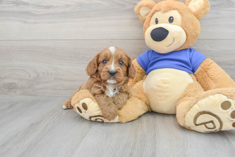 Cavapoo Puppy for Adoption