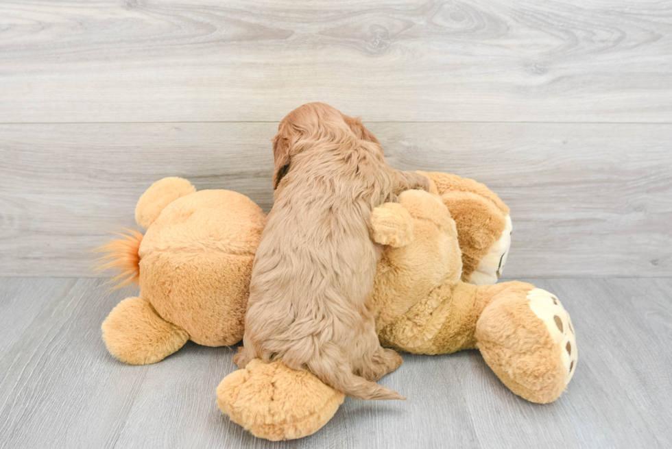 Small Cavapoo Baby