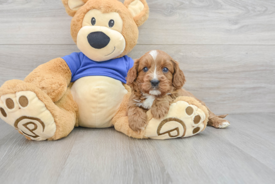 Cavapoo Puppy for Adoption