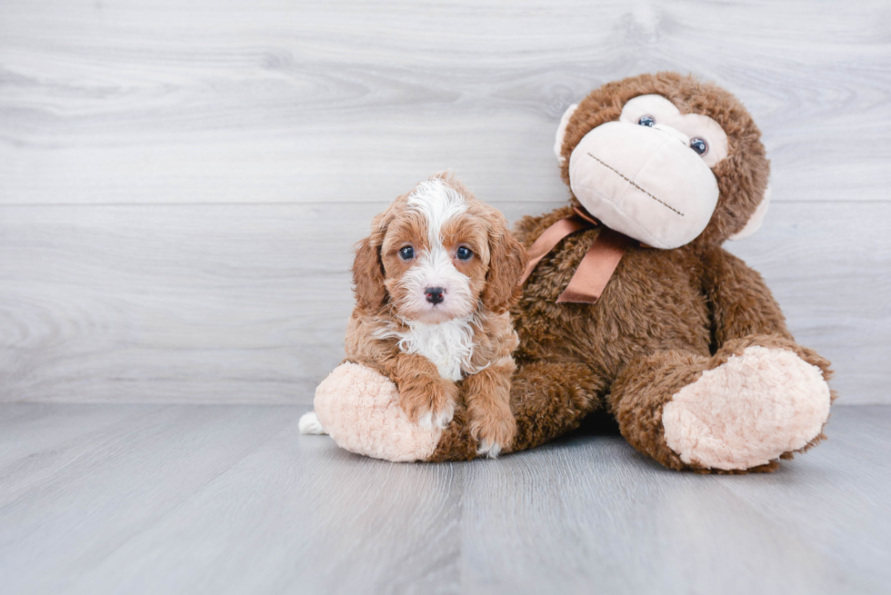 Cavapoo Puppy for Adoption