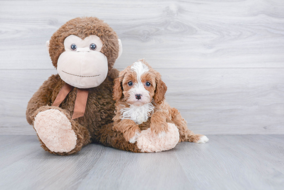 Best Cavapoo Baby