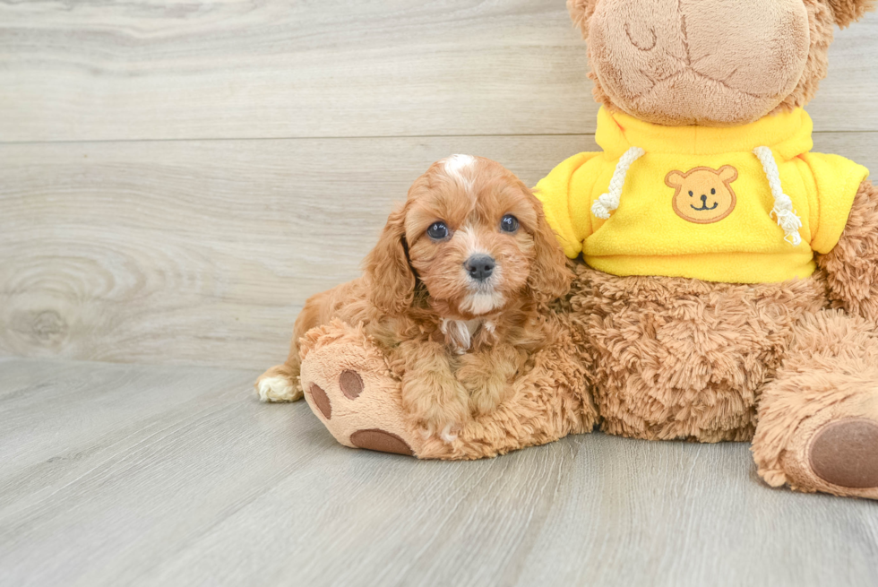 Best Cavapoo Baby