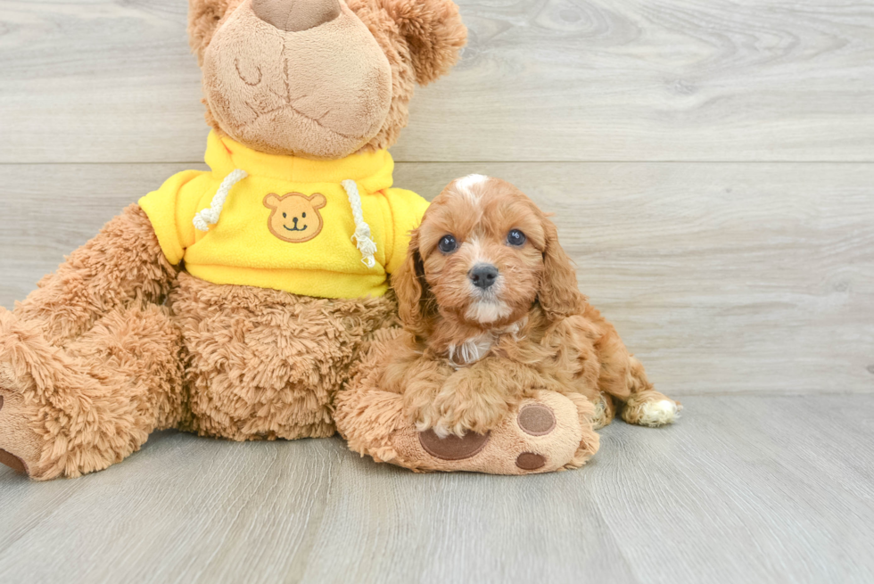 Best Cavapoo Baby