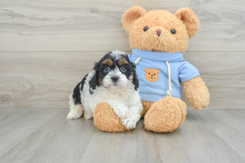 Best Cavapoo Baby