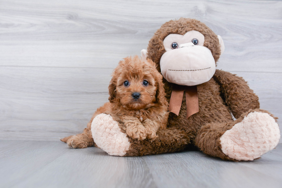 Cute Cavapoo Baby