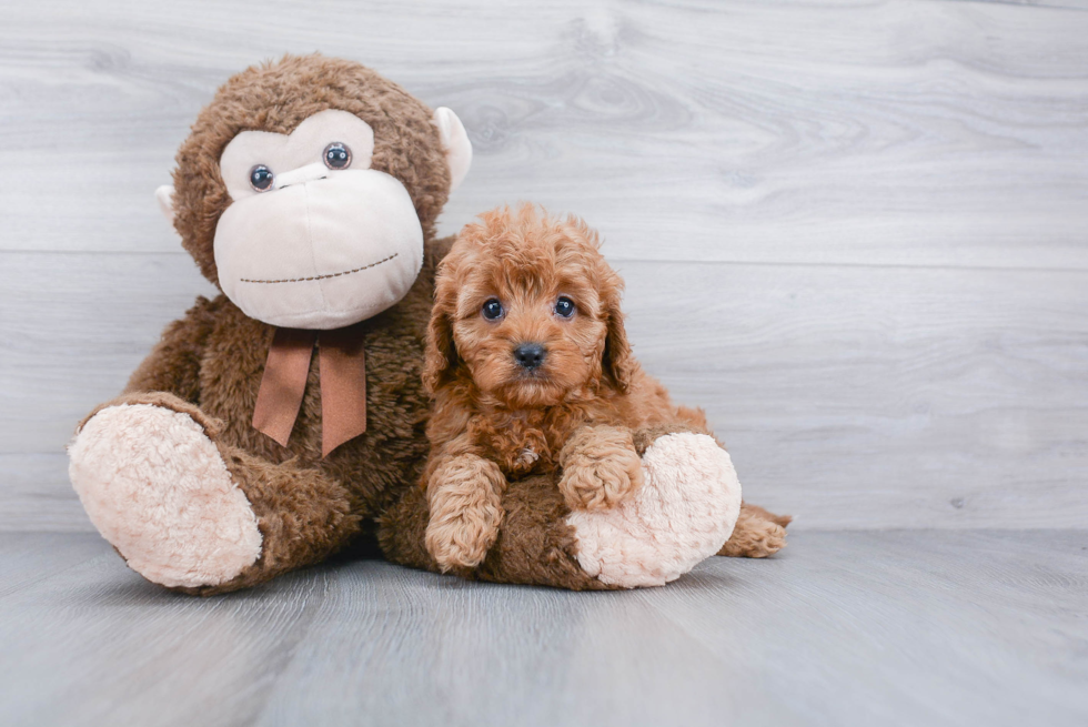 Sweet Cavapoo Baby