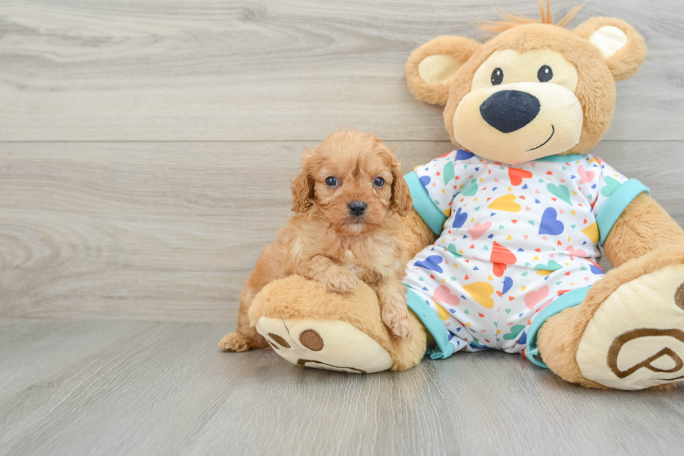 Cute Cavapoo Baby