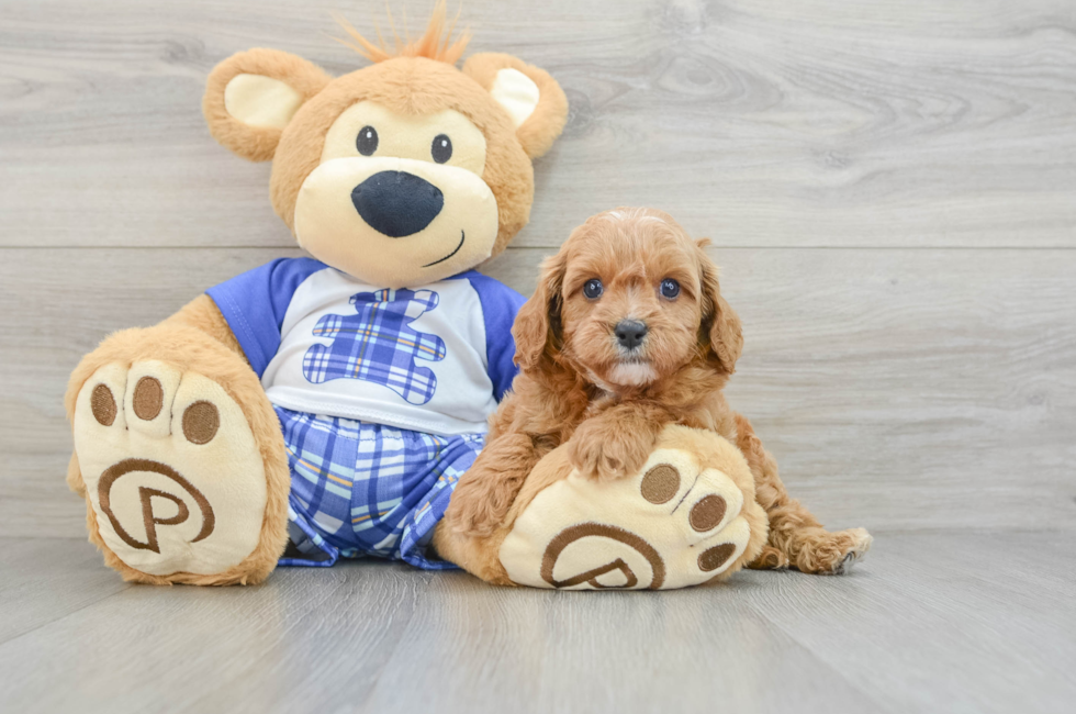 6 week old Cavapoo Puppy For Sale - Premier Pups