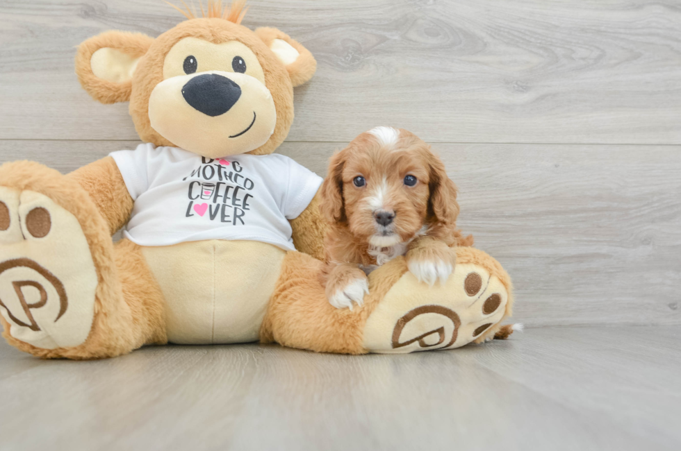 5 week old Cavapoo Puppy For Sale - Premier Pups