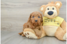 Cavapoo Puppy for Adoption