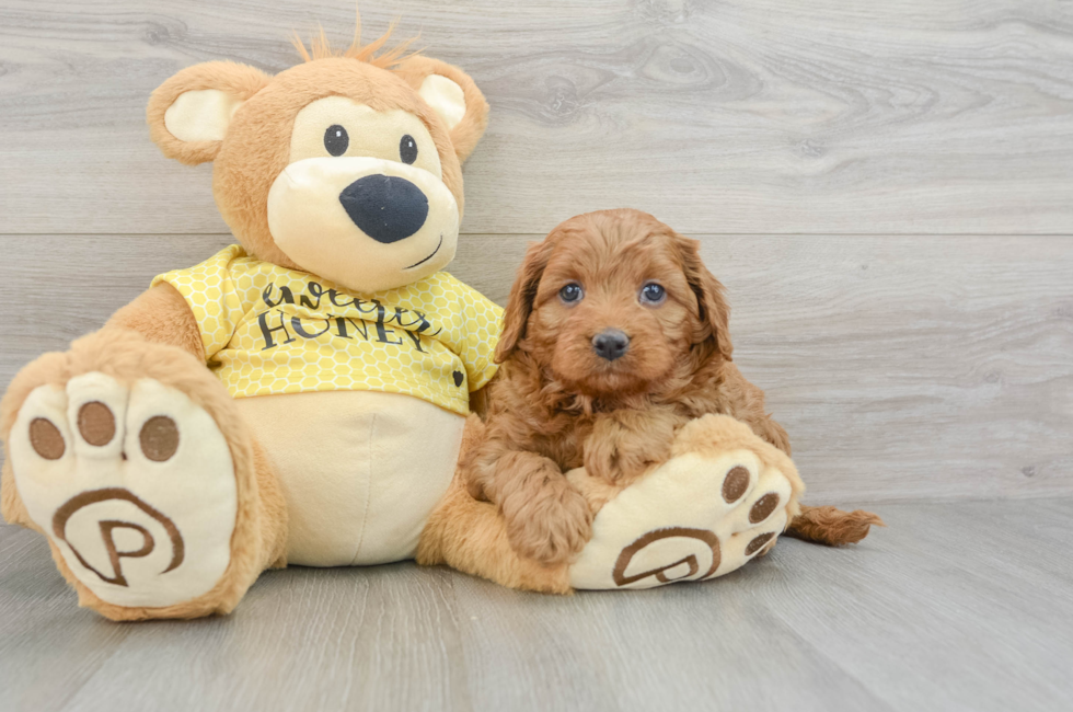 5 week old Cavapoo Puppy For Sale - Premier Pups