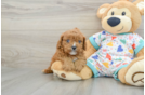 Cute Cavapoo Baby