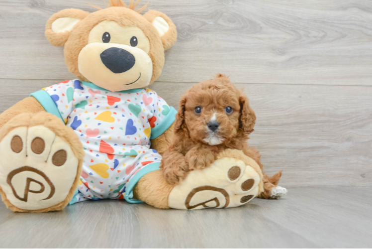 Cavapoo Pup Being Cute