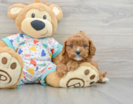 7 week old Cavapoo Puppy For Sale - Premier Pups