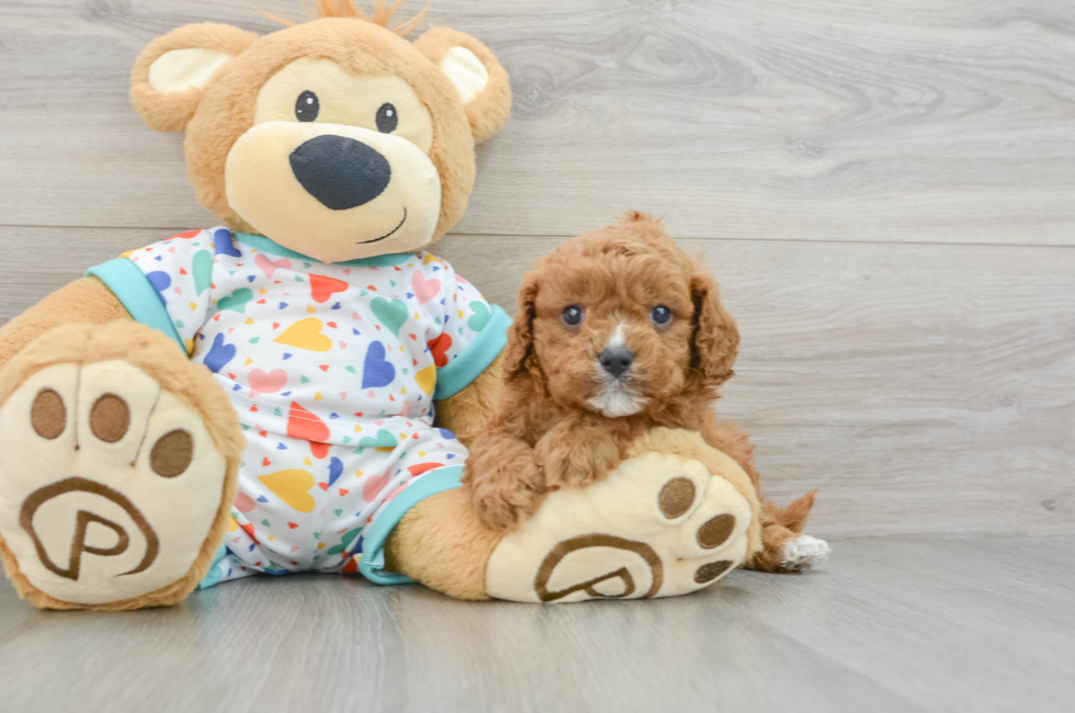 7 week old Cavapoo Puppy For Sale - Premier Pups