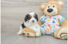 Playful Cavapoodle Poodle Mix Puppy