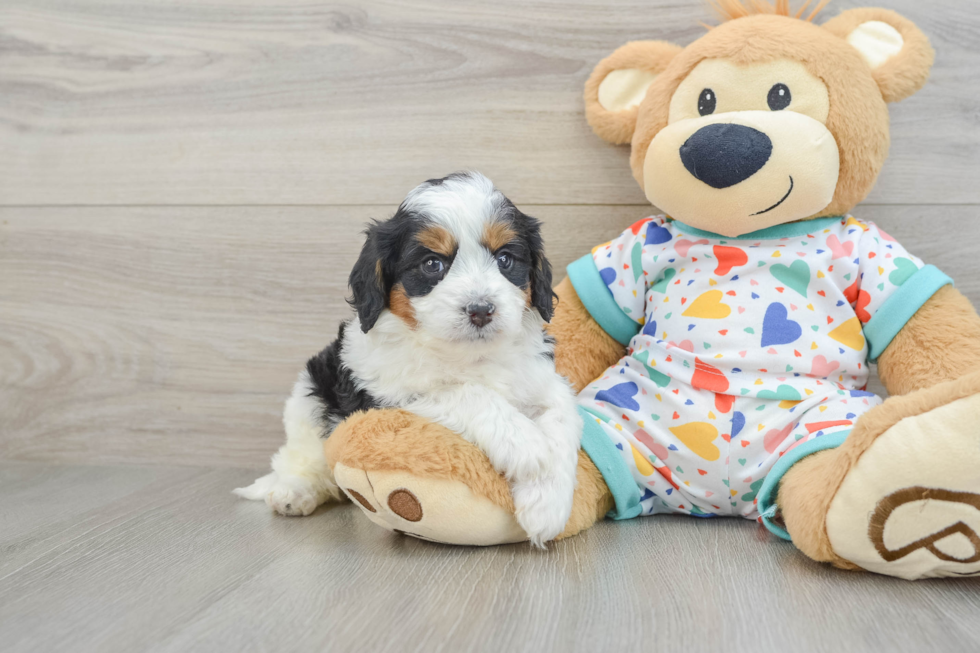 Playful Cavapoodle Poodle Mix Puppy