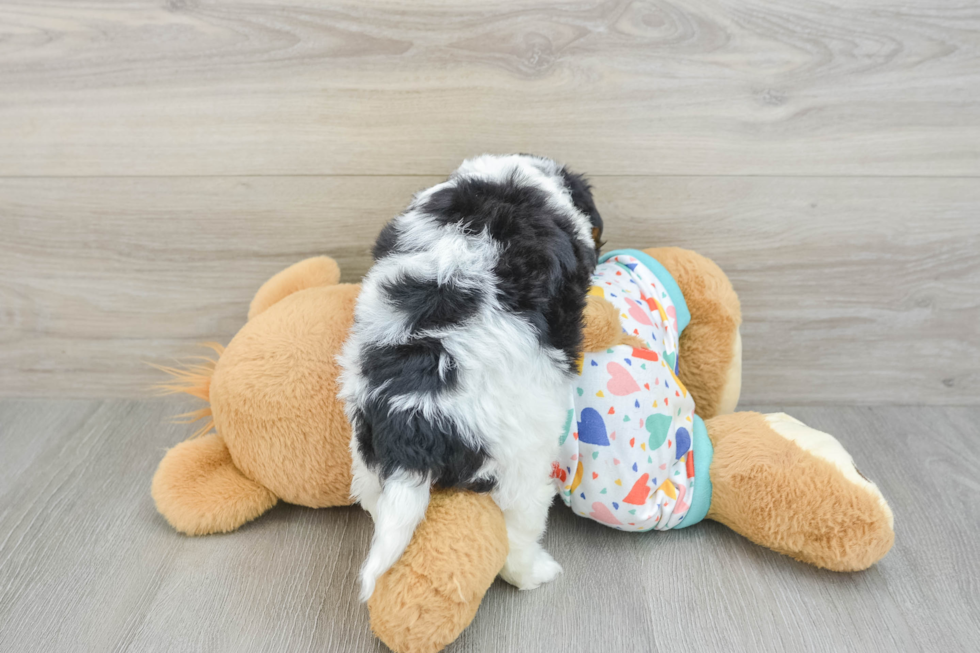 Sweet Cavapoo Baby