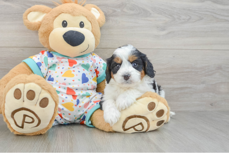 Cavapoo Pup Being Cute