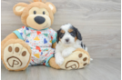 Cavapoo Pup Being Cute