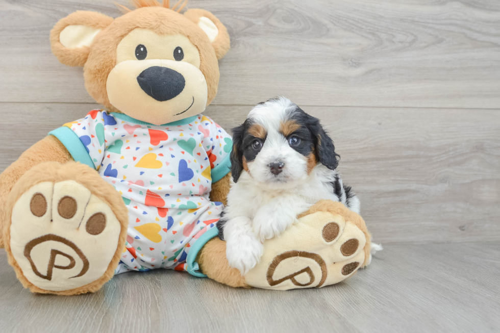 Cavapoo Pup Being Cute