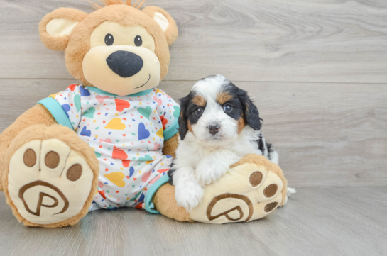 Cavapoo Pup Being Cute