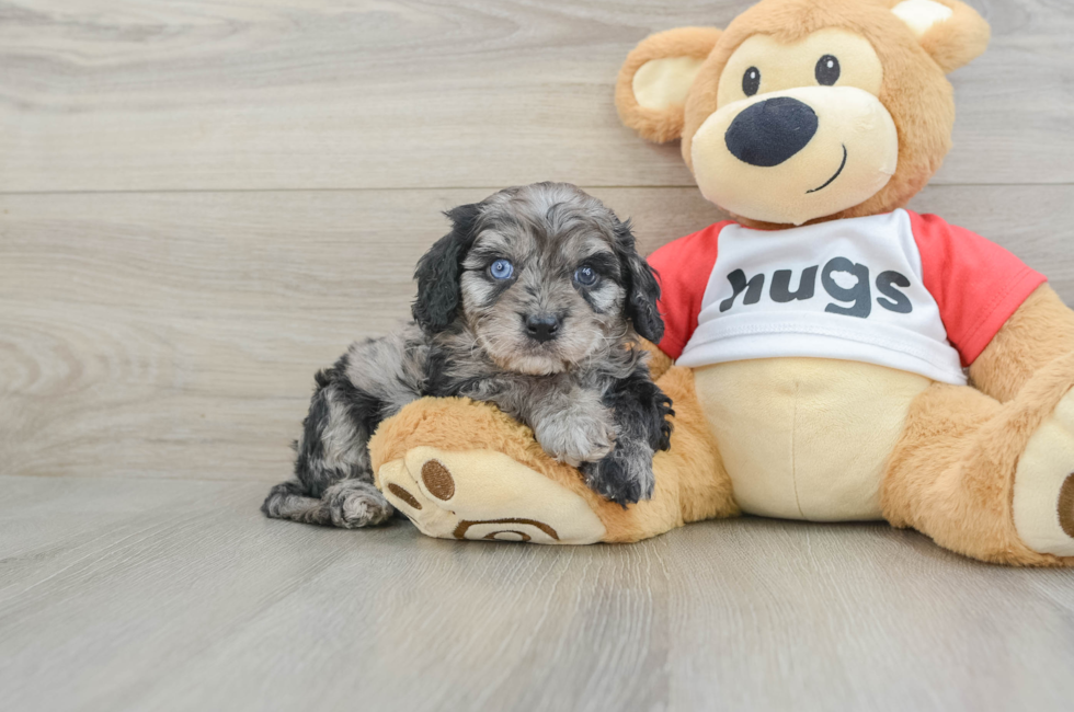 7 week old Cavapoo Puppy For Sale - Premier Pups