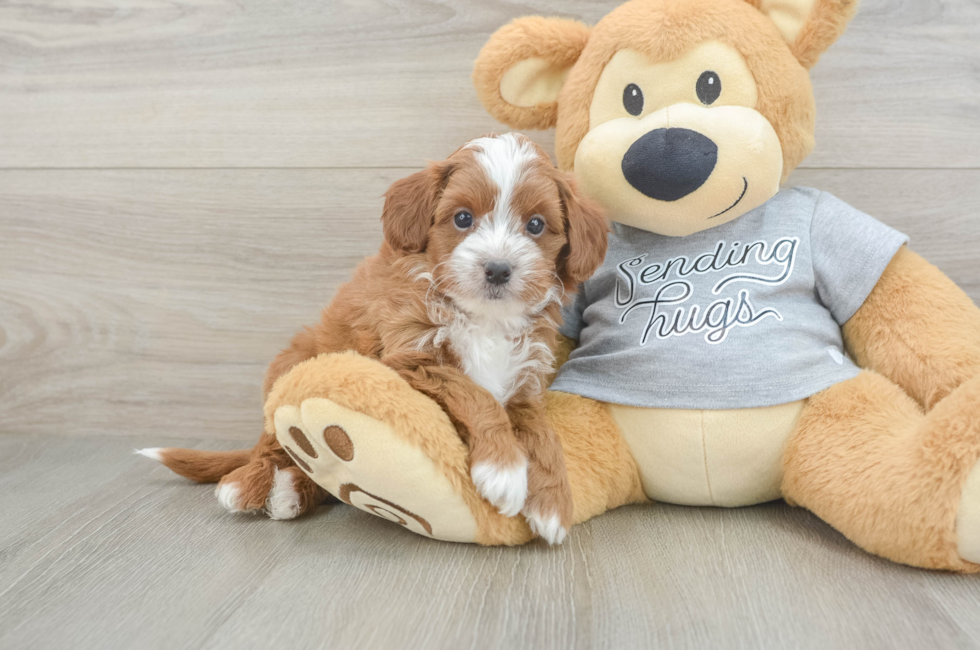 6 week old Cavapoo Puppy For Sale - Premier Pups
