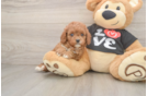 Smart Cavapoo Poodle Mix Pup