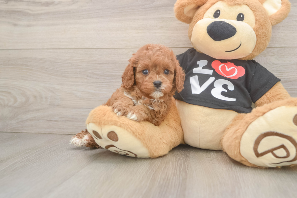 Smart Cavapoo Poodle Mix Pup