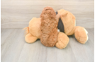 Cavapoo Puppy for Adoption