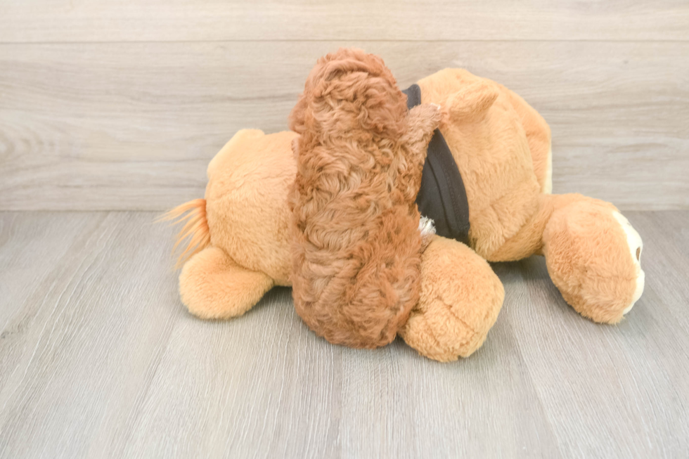 Cavapoo Puppy for Adoption