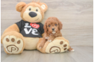 Playful Cavapoodle Poodle Mix Puppy