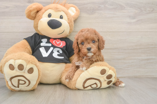 Playful Cavapoodle Poodle Mix Puppy