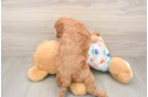 Petite Cavapoo Poodle Mix Pup
