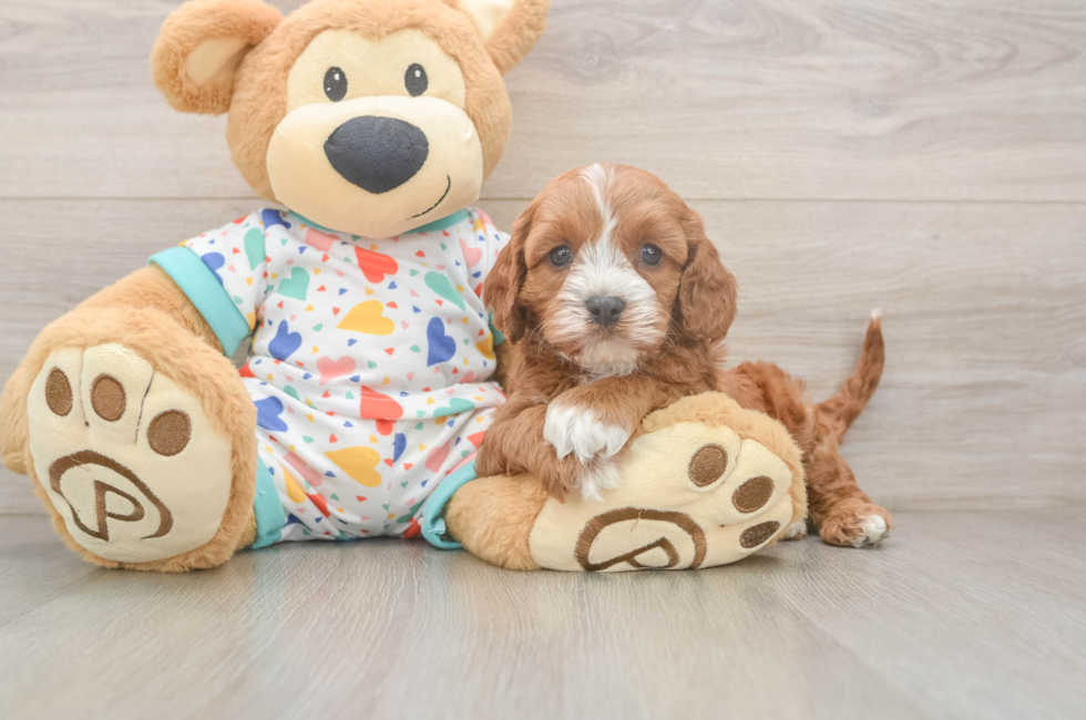 5 week old Cavapoo Puppy For Sale - Premier Pups