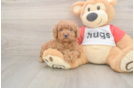 Hypoallergenic Cavadoodle Poodle Mix Puppy